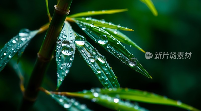 雨后竹叶上的露珠