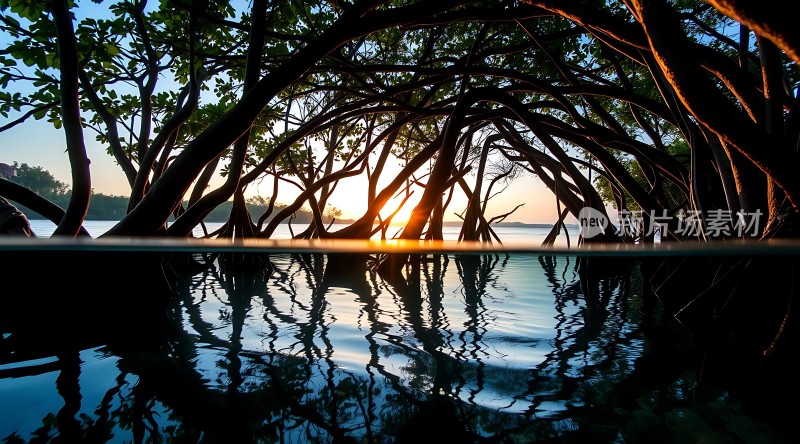 日落下的红树林
