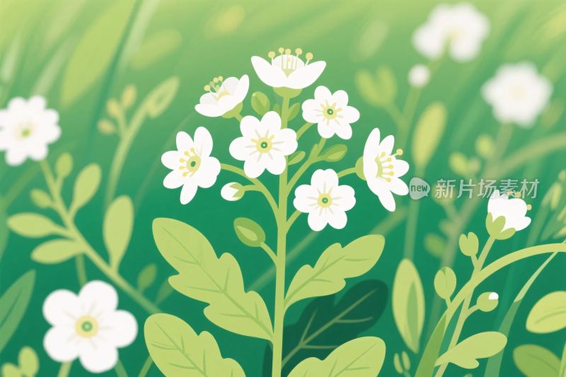 清新小花插画