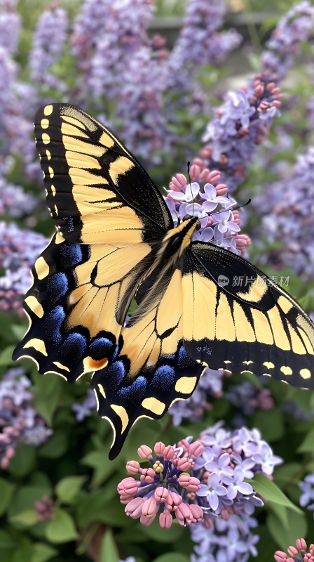 黄黑相间蝴蝶翩翩起舞于紫色花丛中