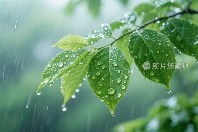 雨中绿叶挂水珠