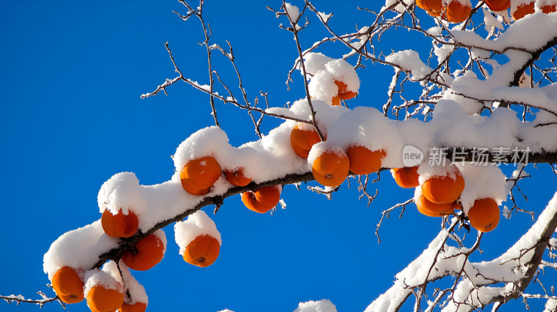 冬日红柿子熟了积雪堆积枝头白雪冬天雪景了