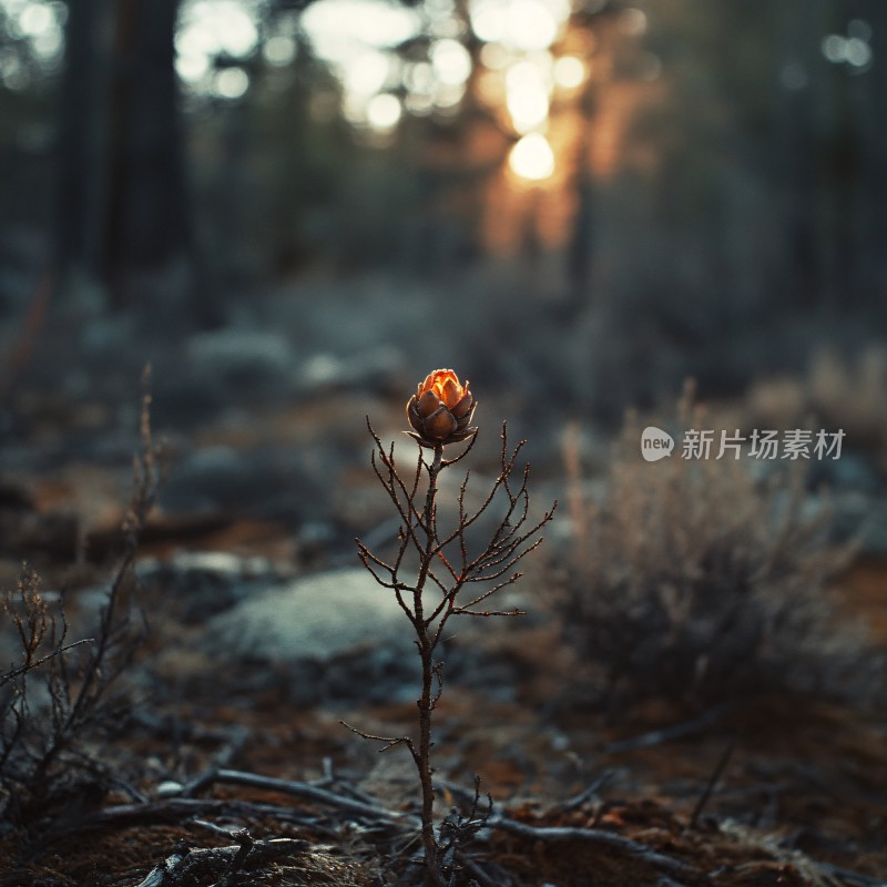 夕阳植物美景