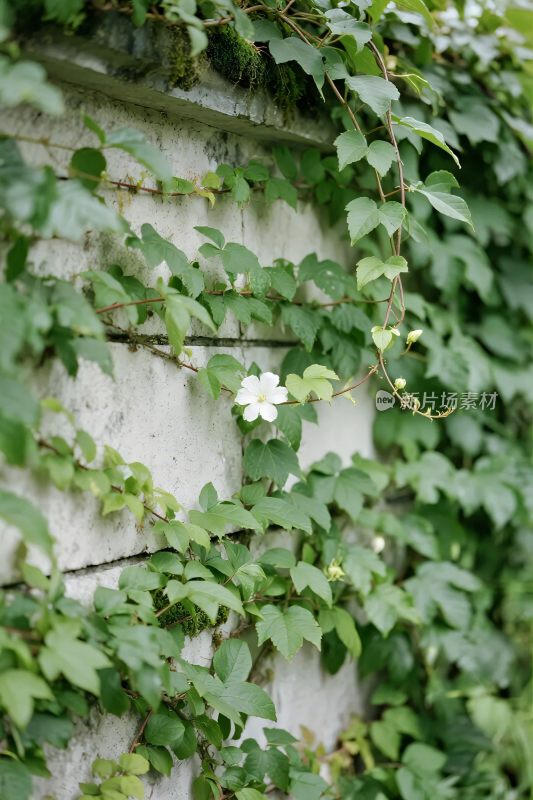 藤蔓覆盖石墙与小花