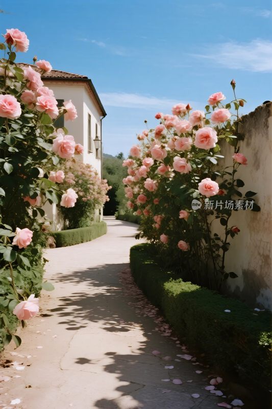 蔷薇环绕小径花园