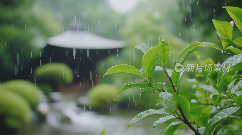 雨珠7雨中绿意 雨滴下的宁静