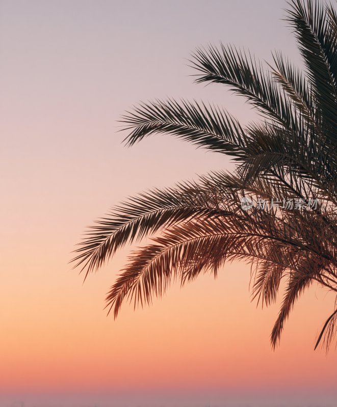 夕阳下的棕榈树美景