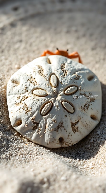 沙蟹与海胆共舞海滩