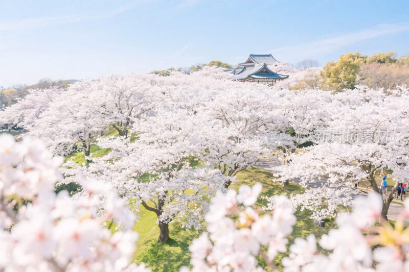 樱花古建筑风景图