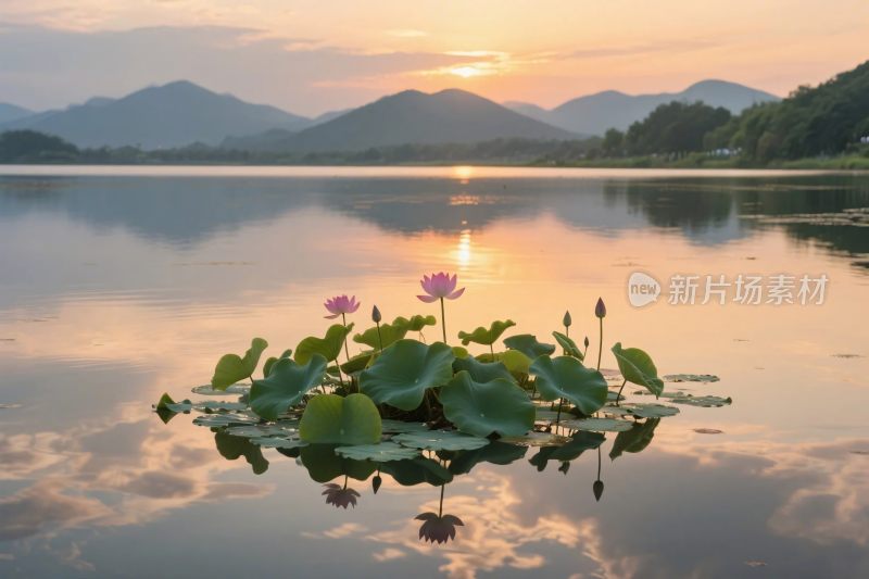 湖中荷花山水美景