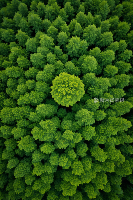 一棵绿树特写有很多叶子高清风景图片