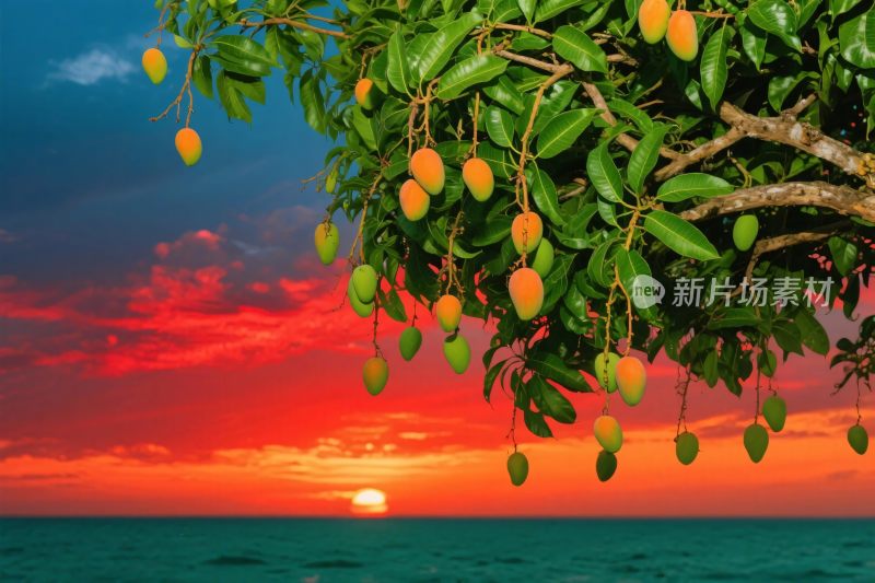 夕阳下海边的芒果树
