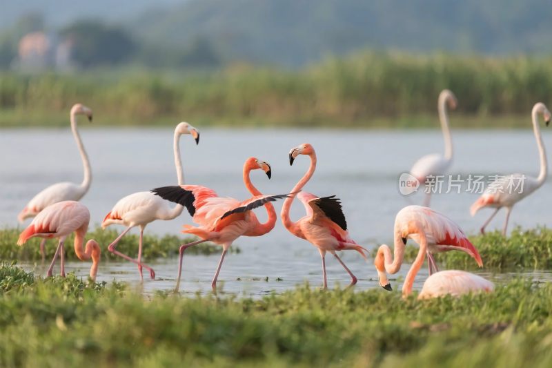 火烈鸟湿地实景摄影