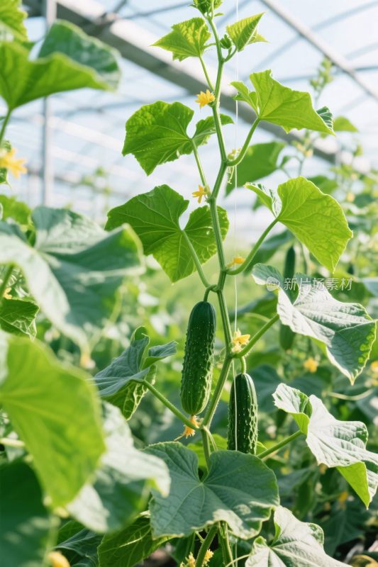 温室黄瓜种植场景