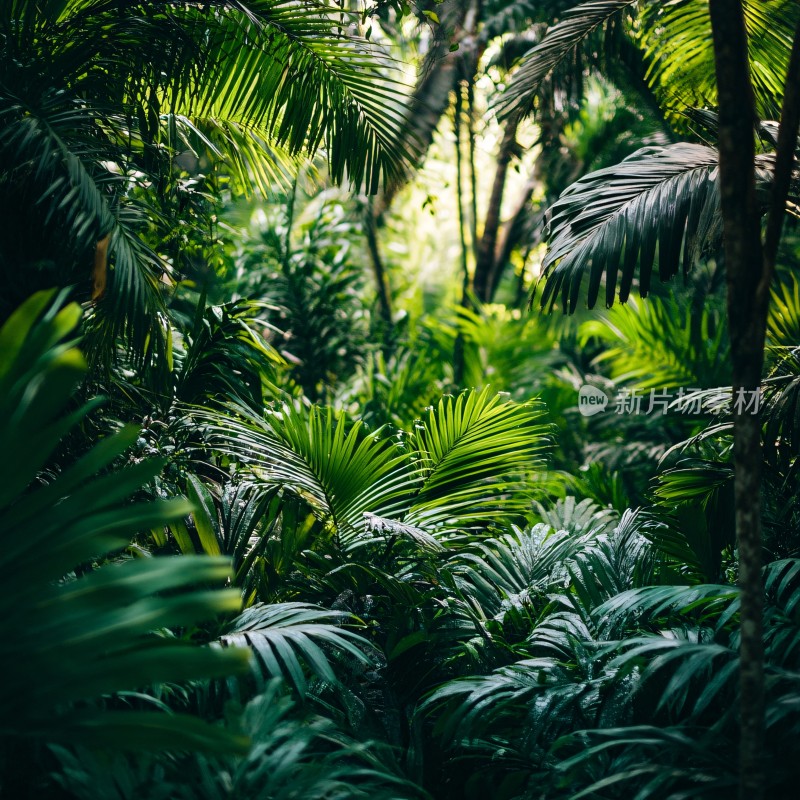 山林绿植背景热带雨林