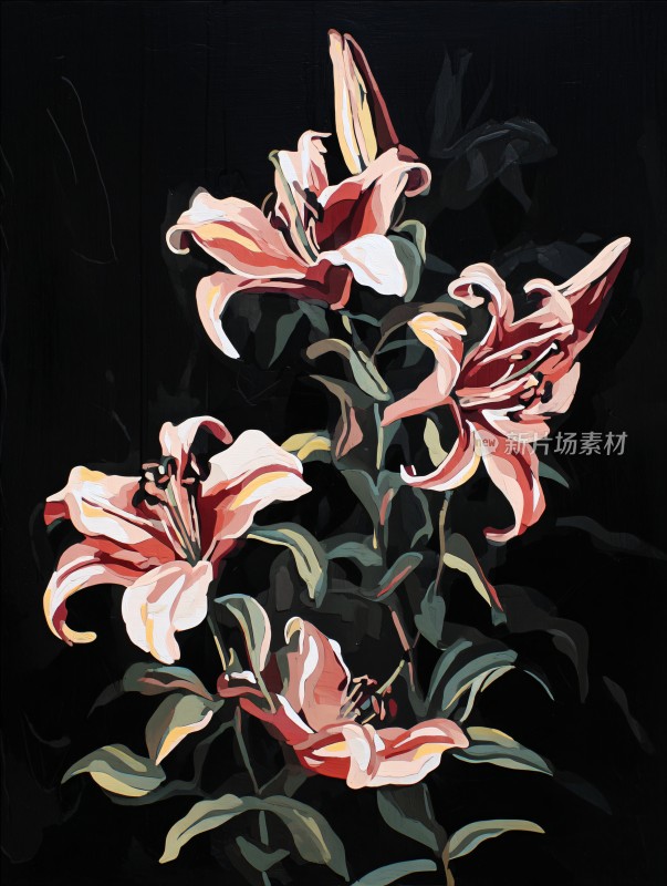 绽放的粉色百合花插画