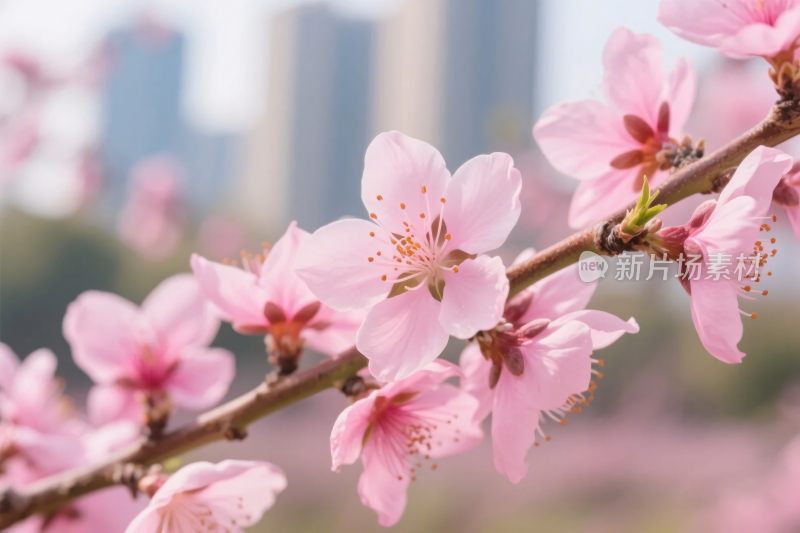 春日桃花摄影图