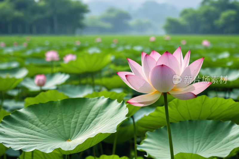 莲花开在绿叶田里雾蒙蒙的高清风景图片