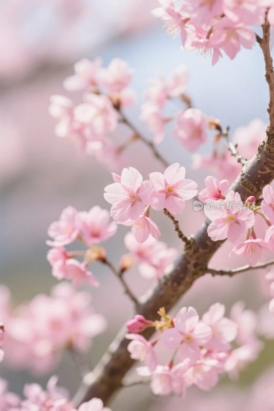 樱花绽放春景图