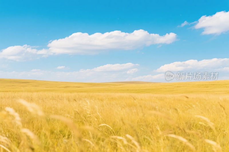 广阔草原蓝天风景