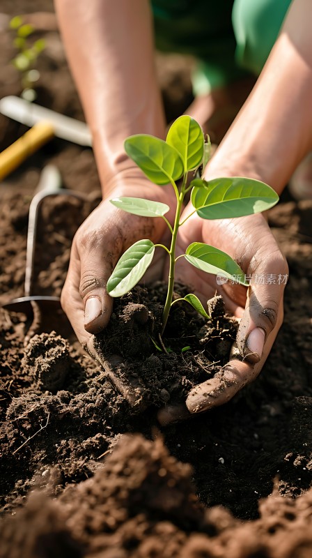 双手托起希望之苗共筑绿色未来