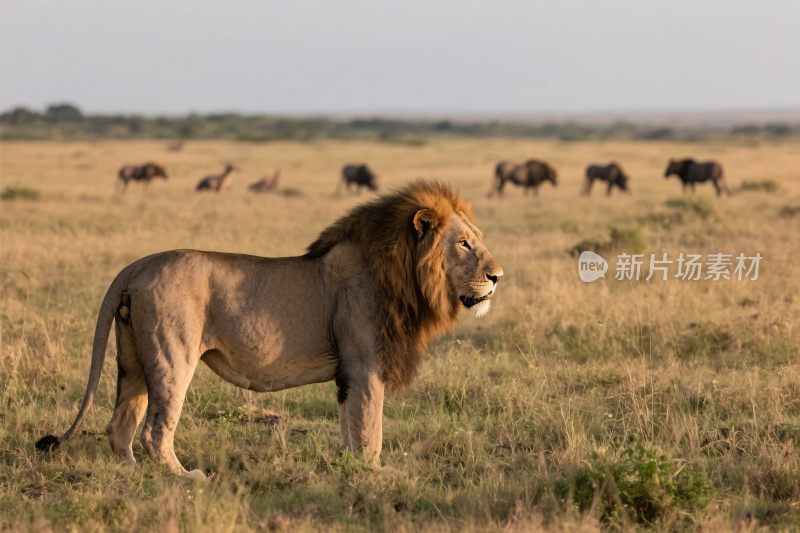 草原雄狮与野生动物