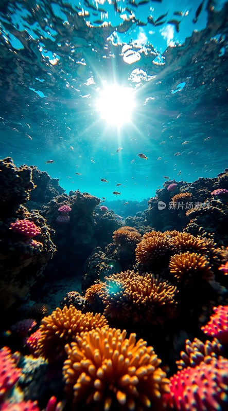 阳光下的海底世界