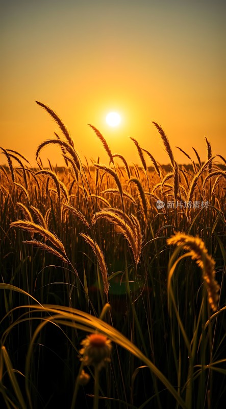 金色麦浪映夕阳