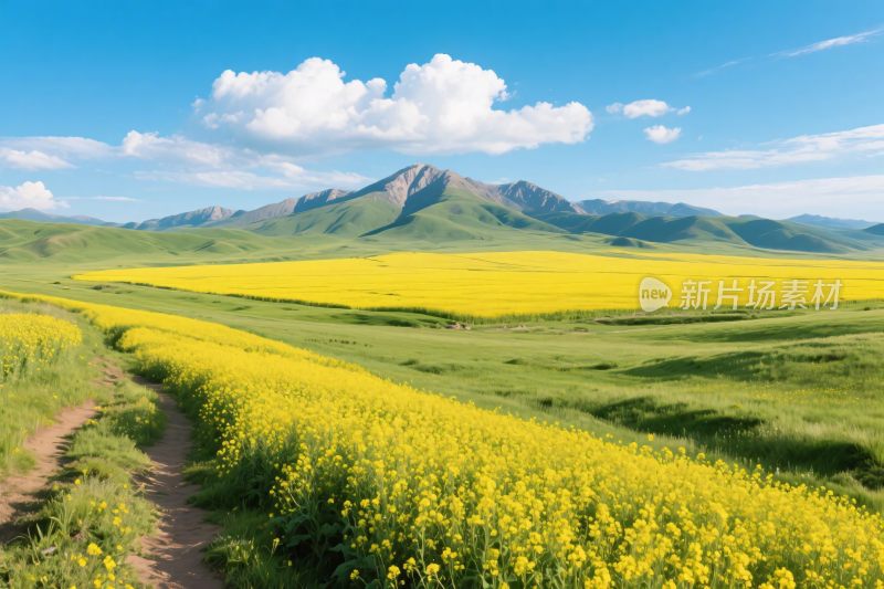 草原黄花山景风光