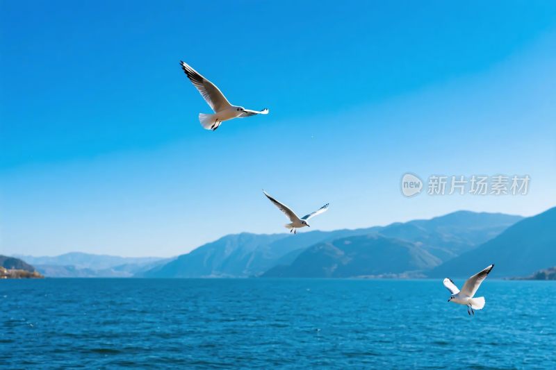 海面上飞翔的几只海鸥