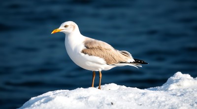 雪地上的海鸥