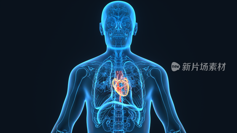 4K 心脏人体器官心肺功能心脏病冠心病