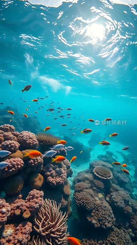 阳光下的海底世界色彩斑斓的小鱼与珊瑚共舞