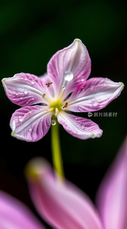 雨后粉红花瓣上的露珠
