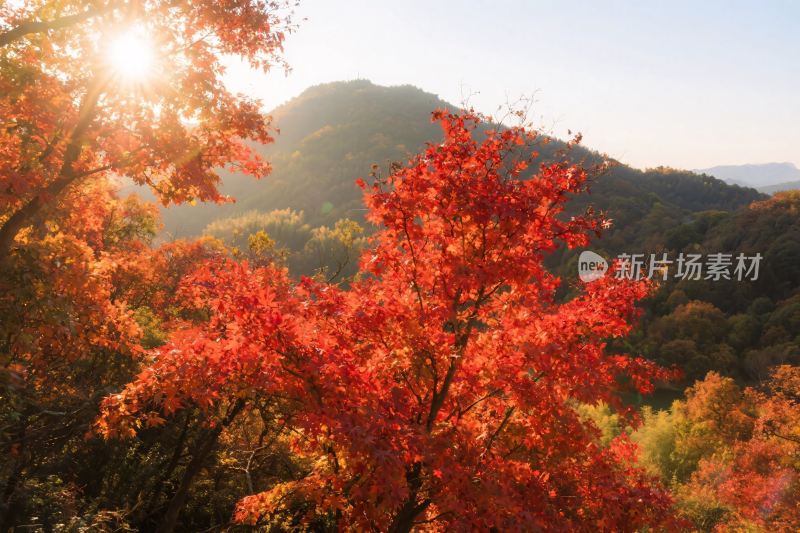 秋日山林红叶美景