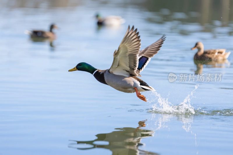 鸭子起飞水面场景