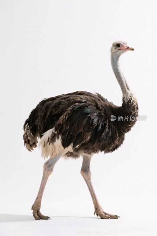 鸵鸟特写摄影