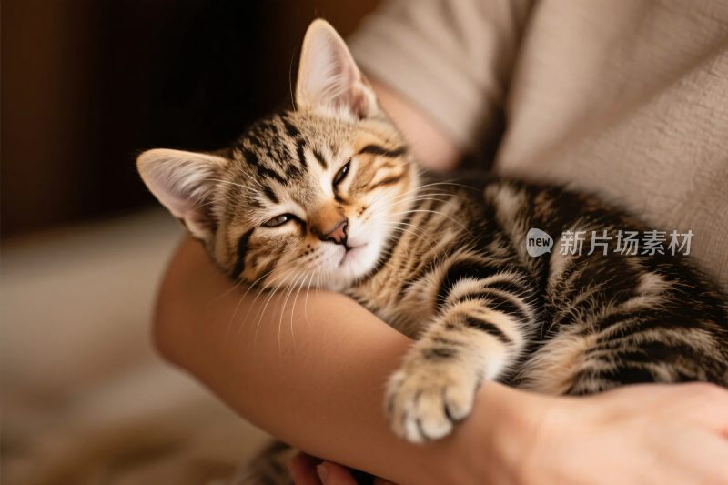 怀抱中的可爱小猫