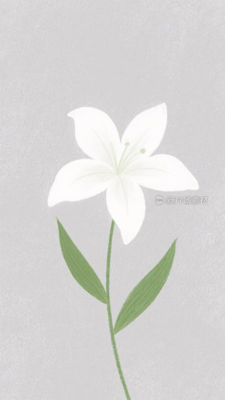 白色百合花插画