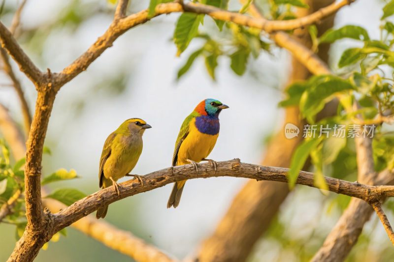 两只鸟栖息树枝