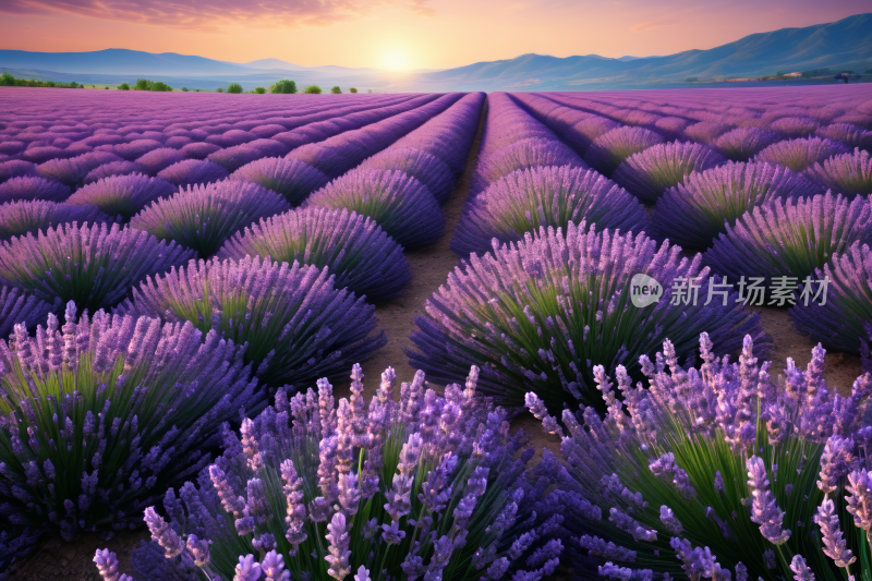 日落的薰衣草田高清风景风光图片