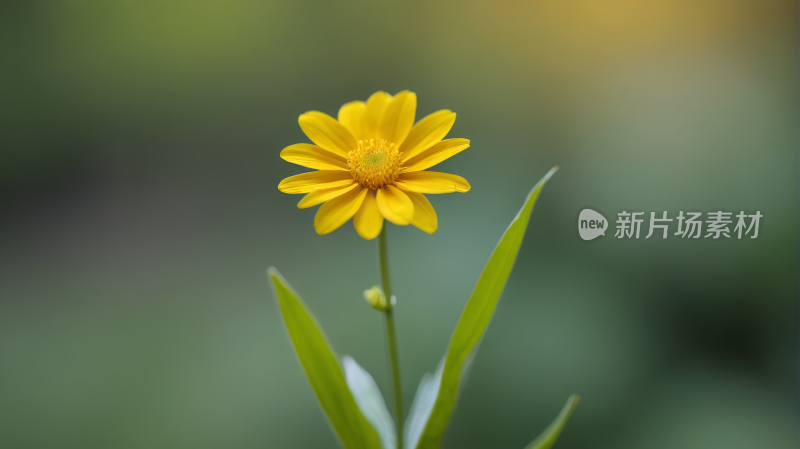 一朵背景模糊的黄色花朵高清风景图片