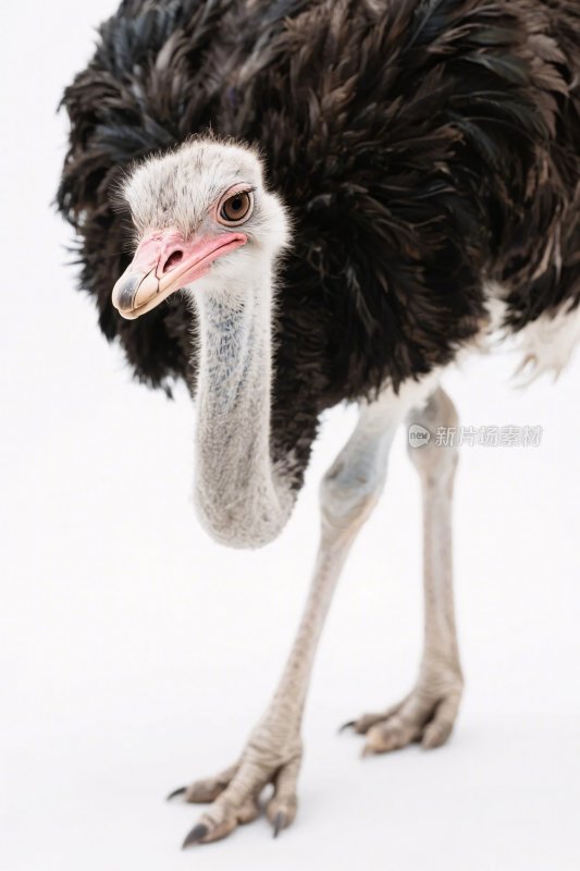 鸵鸟特写摄影