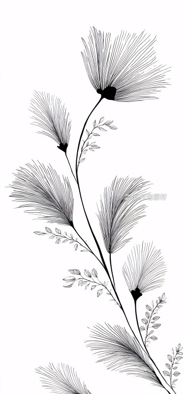黑白线条植物插画
