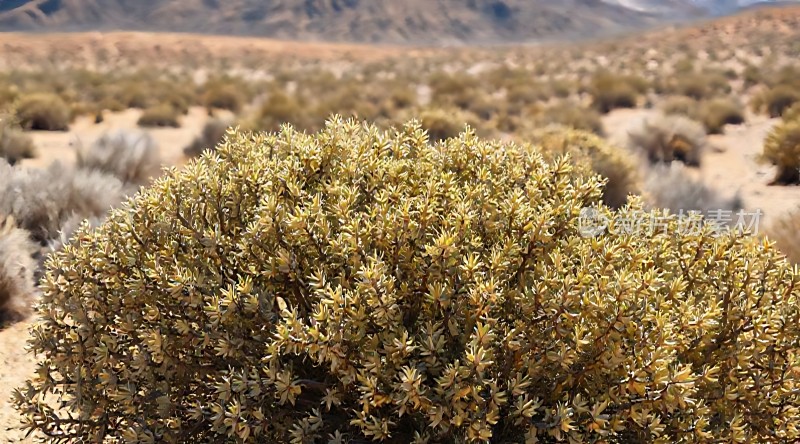 沙漠中的坚韧生命