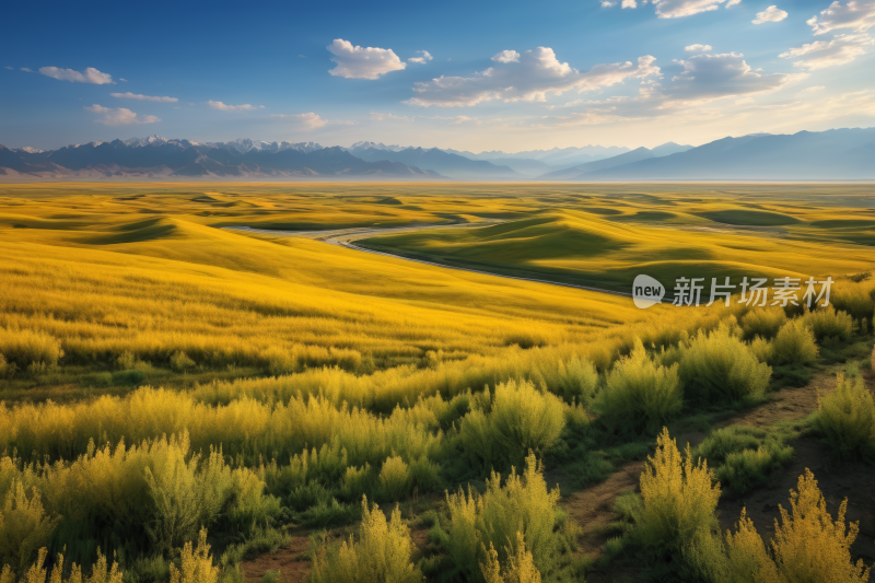 草地平原远处开着黄色的花朵和山脉高清图片