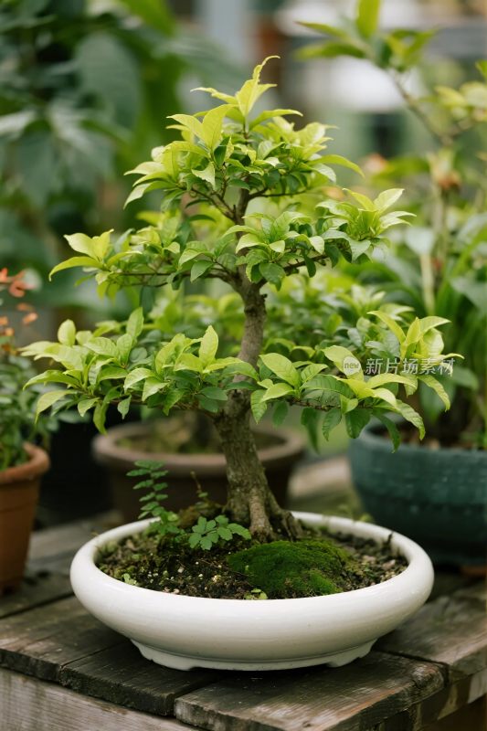 绿植盆景盆栽摄影