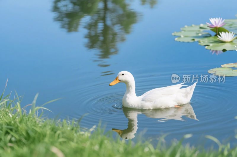 白鸭戏水自然景观