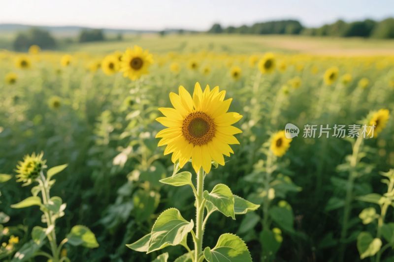 向日葵田园风景