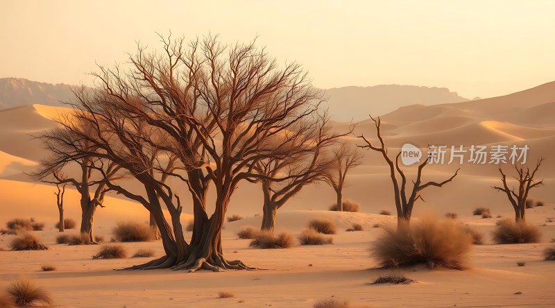 金色沙漠中的生命之树